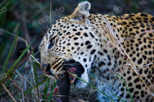 Preview: Leopard (Panthera Pardus) In The Okavango Delta, Botswana
