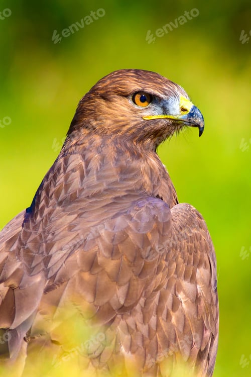 Preview: Bird Of Prey. Portrait Of Buzzard. Green Nature Background.