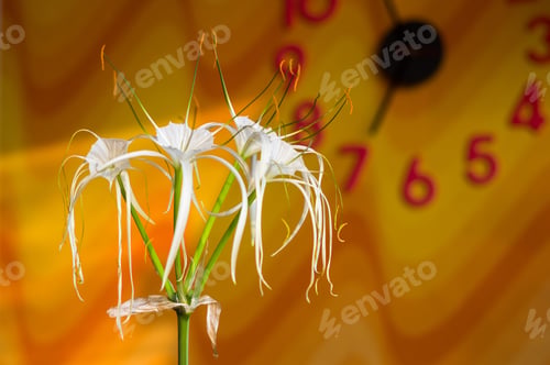 Preview: Caribbean Spider-Lily, Unique Style White Flower On Multicolored Background