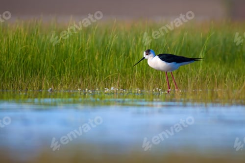 Preview: Cute Water Bird. Nature Background.