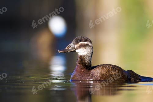 Preview: Swimming Duck. Colorful Nature Background. Bird: White Headed Duck. Oxyura Leucocephala.