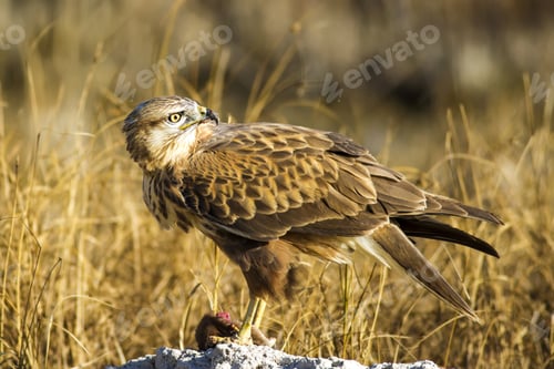 Preview: Bird Of Prey. Buzzard And Its Hunt Least Weasel. Yellow Nature Habitat Background. Bird: Long