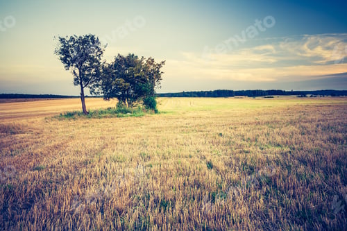 Preview: Vintage Photo Of Stubble Field. Rural Landscape