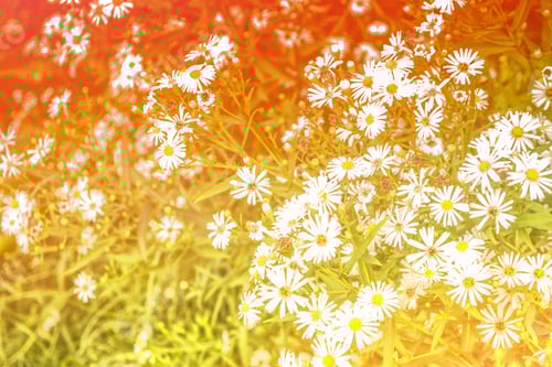 Preview: Blurred Image Of Grass. White Bright Daisy Flowers.