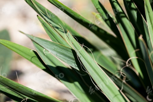 Preview: Yucca Filamentosa, Details On The Leaves In Botanical Garden In Balchik, Bulgaria