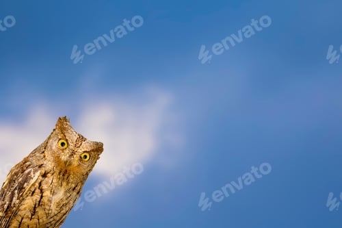 Preview: Little Owl. Blue Sky Background. Bird: Scops Owl. Otus Scops.