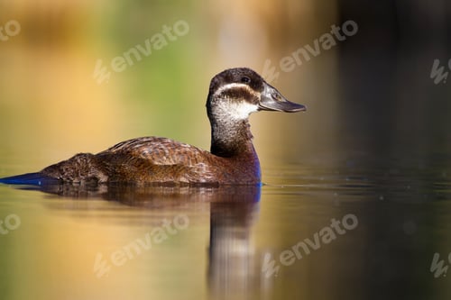 Preview: Duck Swimming In Lake. White Headed Duck White Headed Duck Oxyura Leucocephala