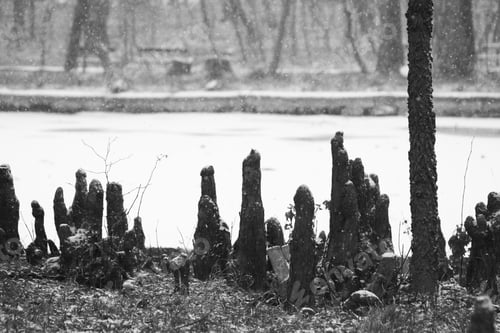 Preview: Snowing Landscape In The Park