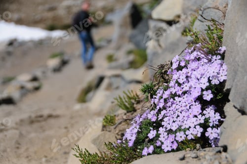 Preview: A Collection Of Pink Wild Flowers Along The Rim Of Mount Raineer.