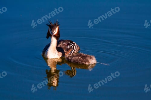 Preview: Great Crested Grebe / Podiceps Cristatus