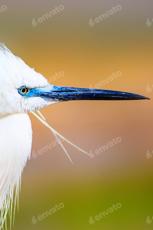 Preview: Cute White Bird. Heron. Nature Background.