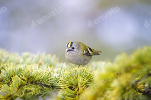 Preview: Cute Forest Bird. Common Firecrest / Regulus Ignicapilla