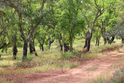 Preview: Cork Oak Tree Plantation In Alentejo Region, Portugal.