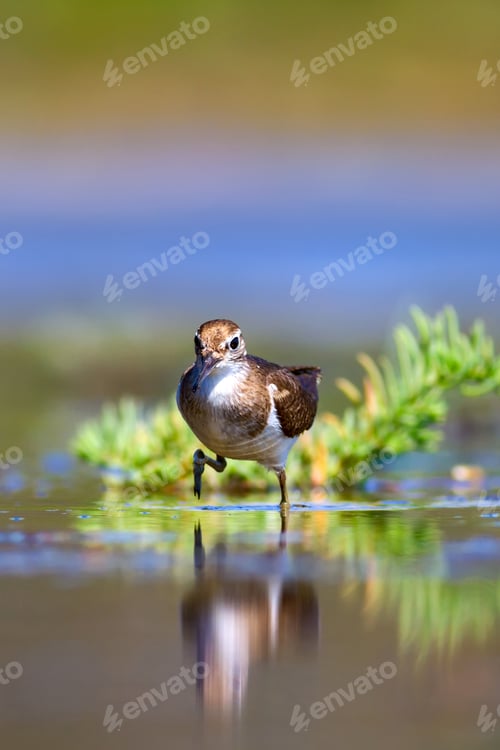 Preview: Cute Bird Common Sandpiper. Natural Background. Actitis Hypoleucos. Bafa Lake. Turkey.