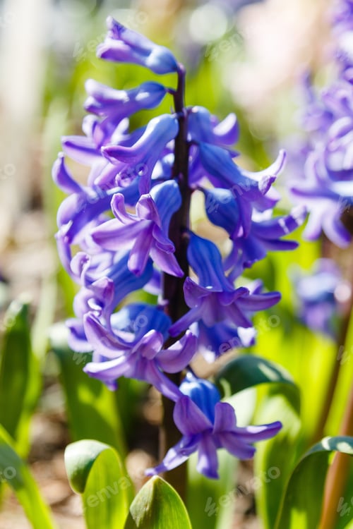 Preview: Hyacinthus Orientalis Or Hyacinth Flower In Spring Garden