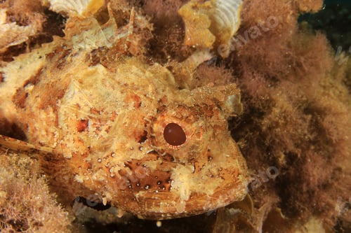 Preview: Mediterranean Scorpionfish