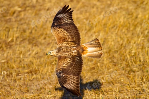 Preview: Bird Of Prey. Natural Background.