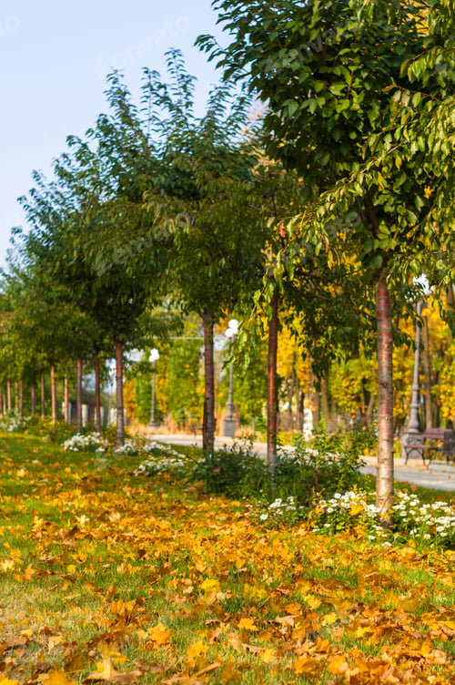 Preview: Urban Autumn Landscape With Trees In Sunlight