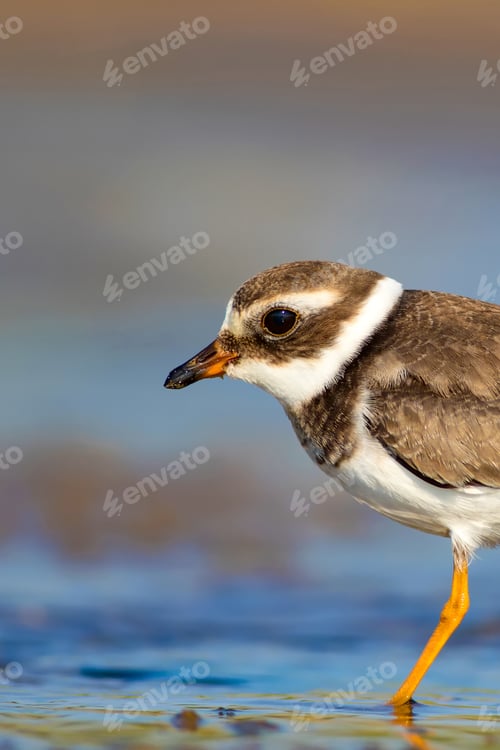Preview: Cute Little Water Bird. Water And Sand Background. Bird: Common Ringed Plover. Charadrius Hiaticula.