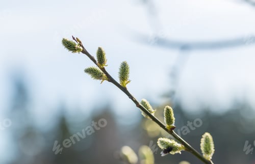 Preview: Blooming Willow In Springtime. Natural Blooming Tree Background