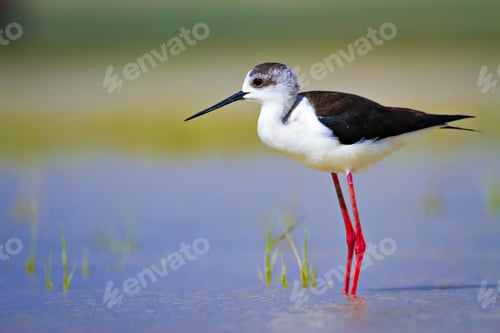 Preview: Black Winged Stilt. Himantopus Himantopus. Colorful Nature Background.