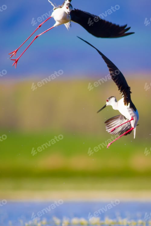 Preview: Cute Water Bird. Nature Background. Black Winged Stilt