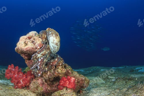 Preview: Octopus On Coral Reef Underwater