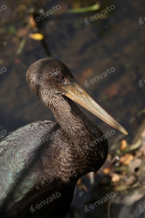 Preview: Young Black Stork (Ciconia Nigra) Saxony Germany