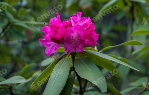 Preview: Flowers And Plants In The Gardens Of Arboretum Volcji Potok