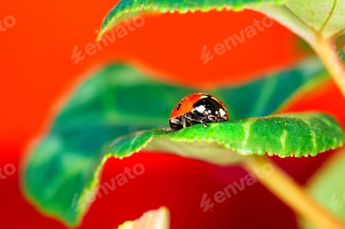 Preview: Cute Lady Bird. Natural Red Background. Ladybug.