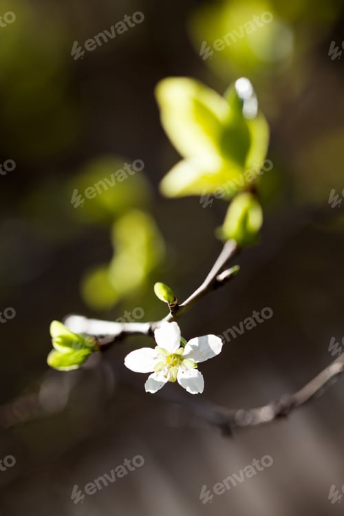 Preview: Spring Blooming On Sour Cherry Tree Branches