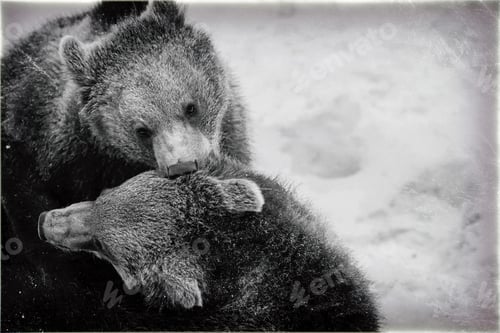 Preview: Brown Bears (Ursus Arctos) In Lake Clark National Park, Alaska, Usa, Vintage Style