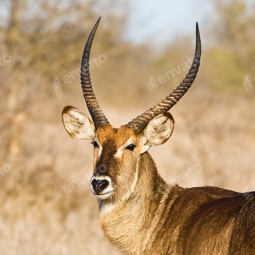 Preview: Male Waterbuck (Kobus Ellipsiprymnus) Antelope, Kruger National Park, South Africa