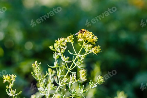 Preview: Hypericum Perforatum, Known As St John'S Wort, Common Or Perforate St John'S-Wort In Natural