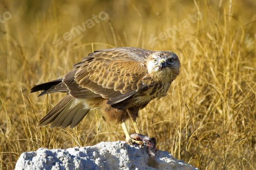 Preview: Bird Of Prey. Buzzard And Its Hunt Least Weasel. Yellow Nature Habitat Background. Bird: Long