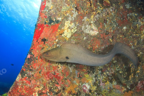 Preview: Giant Moray Eel