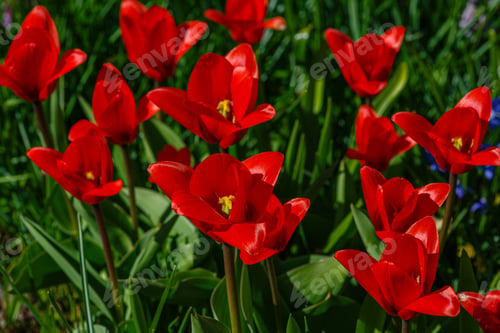 Preview: Tulipa Kaufmanniana (Waterlily Tulip) In Spring Garden