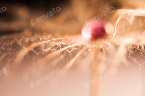 Preview: Macro, Abstract Composition With Colorful Water Drops On Dandelion Seeds And Soft Focus