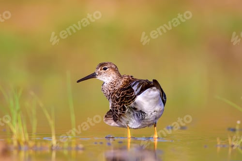 Preview: Water Bird. Common Bird; Ruff. Philomachus Pugnax. Colorful Nature Background.