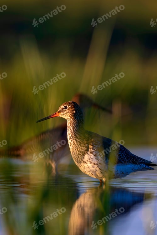 Preview: Nature And Bird. Common Water Bird Spotted Redshank. Tringa Erythropus. Green Blue Nature Habitat