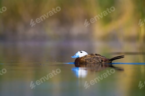 Preview: Duck Swimming In Lake. White Headed Duck White Headed Duck Oxyura Leucocephala