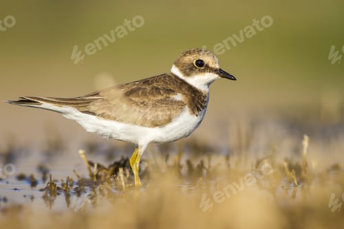 Preview: Cute Little Bird. Yellow Green Brown Nature Background. Bird: Little Ringed Plover. Charadrius