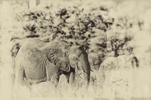 Preview: Vintage Style Black And White Image Of An African Elephant In The Tarangire National Park, Tanzania