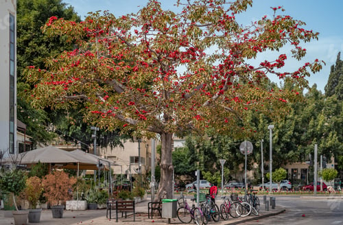 Preview: Red Flowers Tree At Boulevard Rothschild. Tel Aviv.
