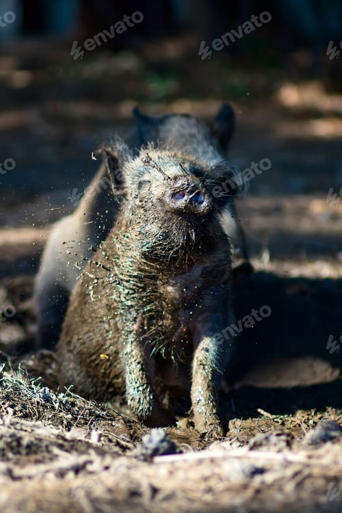 Preview: Wild Boar. Forest Background.