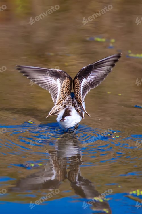 Preview: Water Bird. Water Nature Background.
