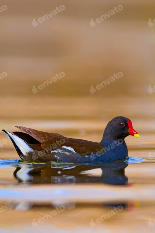 Preview: Common Moorhen. Cute Colorful Bird. Nature Background.