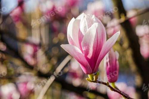 Preview: Three Magnolia Flowers Close Up On A Blurred Background