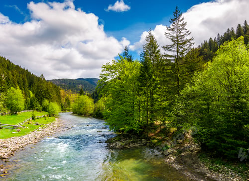 Preview: River Flows Among Of A Green Forest At The Foot Of The Mountain. Picturesque Nature Of Rural Area