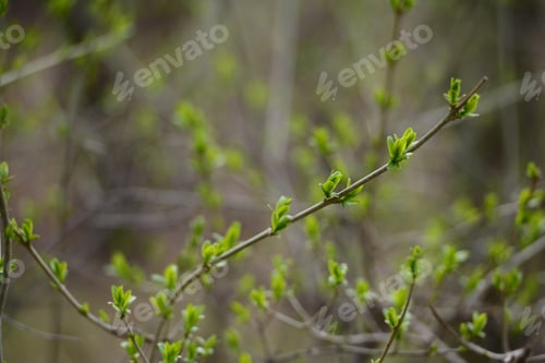 Preview: Green Spring Leaves Budding Out On The Branch